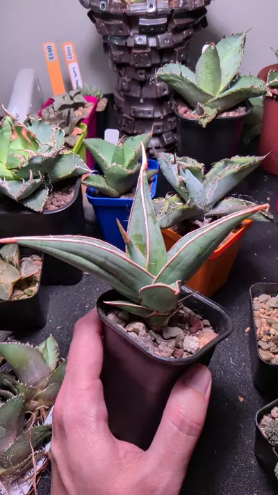 plant/Sanseveria pinguicula 'walking sansevieria'-0-thumbnail