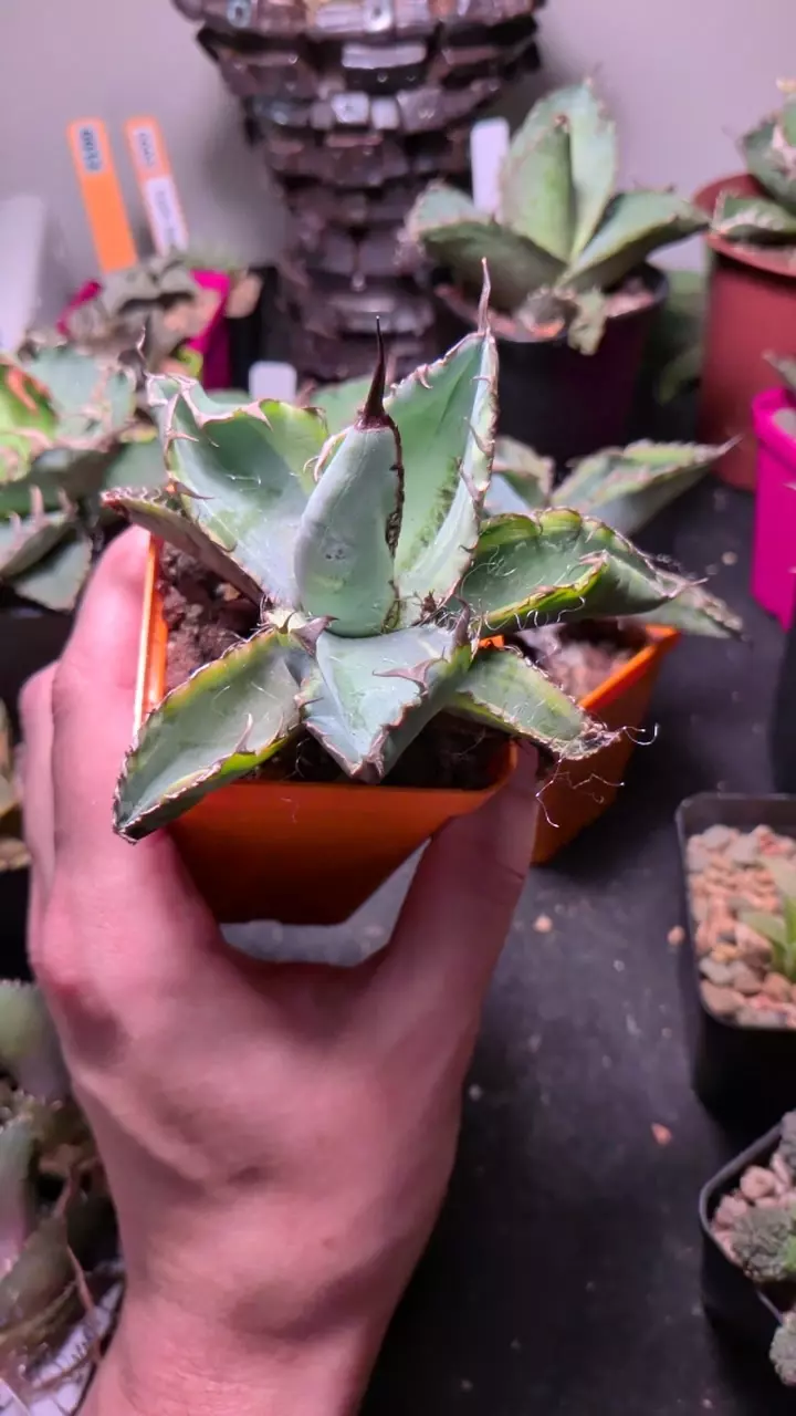 plant/Agave 'Blue Whale' variegated-0