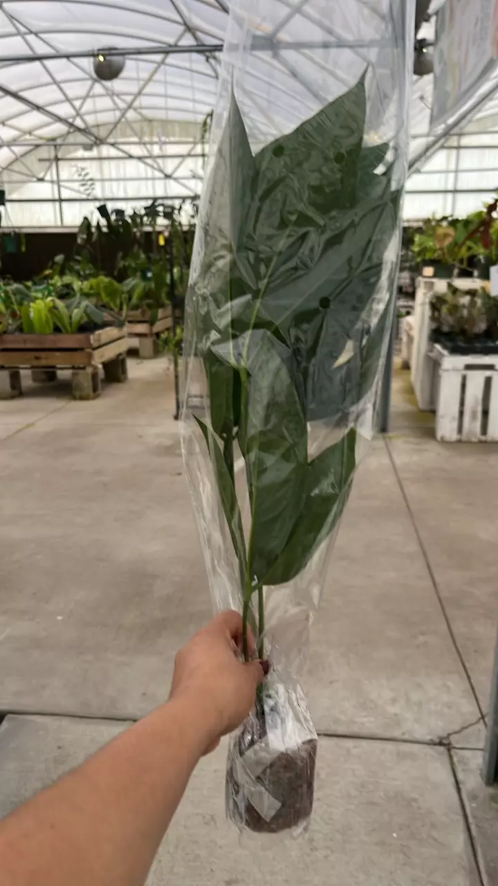 plant/NP358 anthurium clavigerum-0
