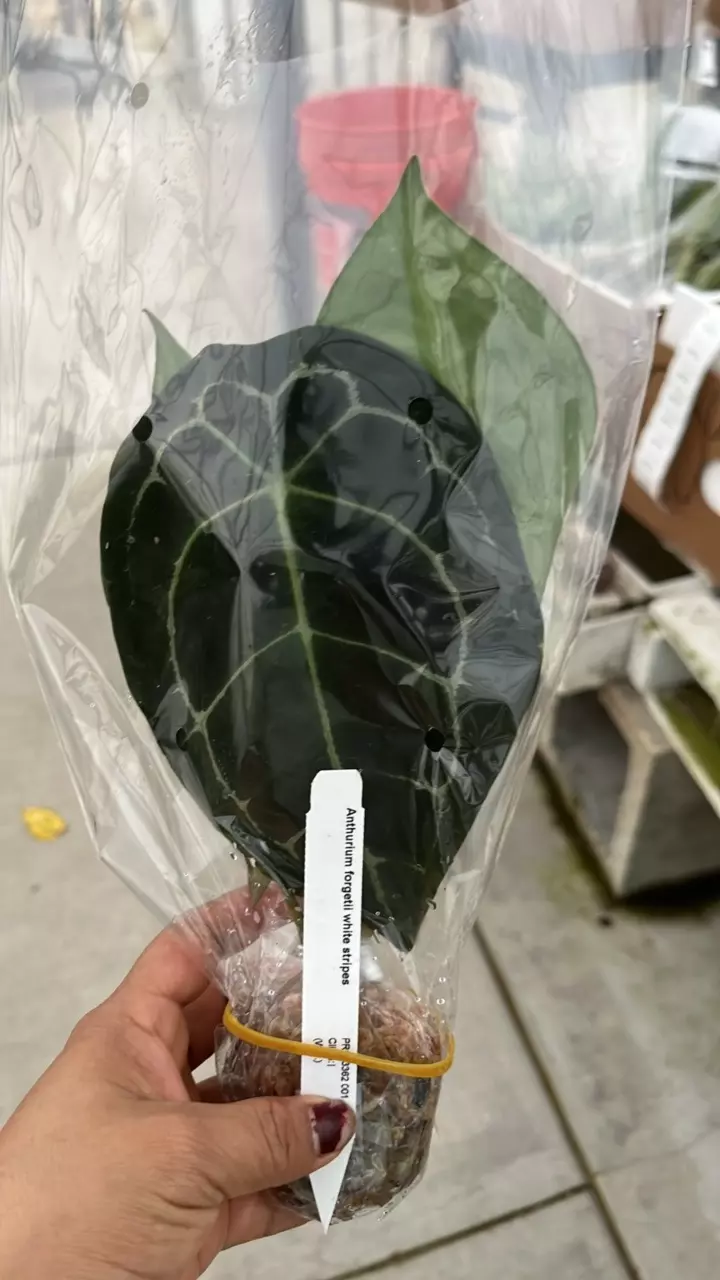 plant/NP359 anthurium forgetii white stripes-0