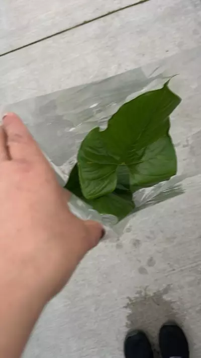 plant/NP365 anthurium insigne 10-0-thumbnail