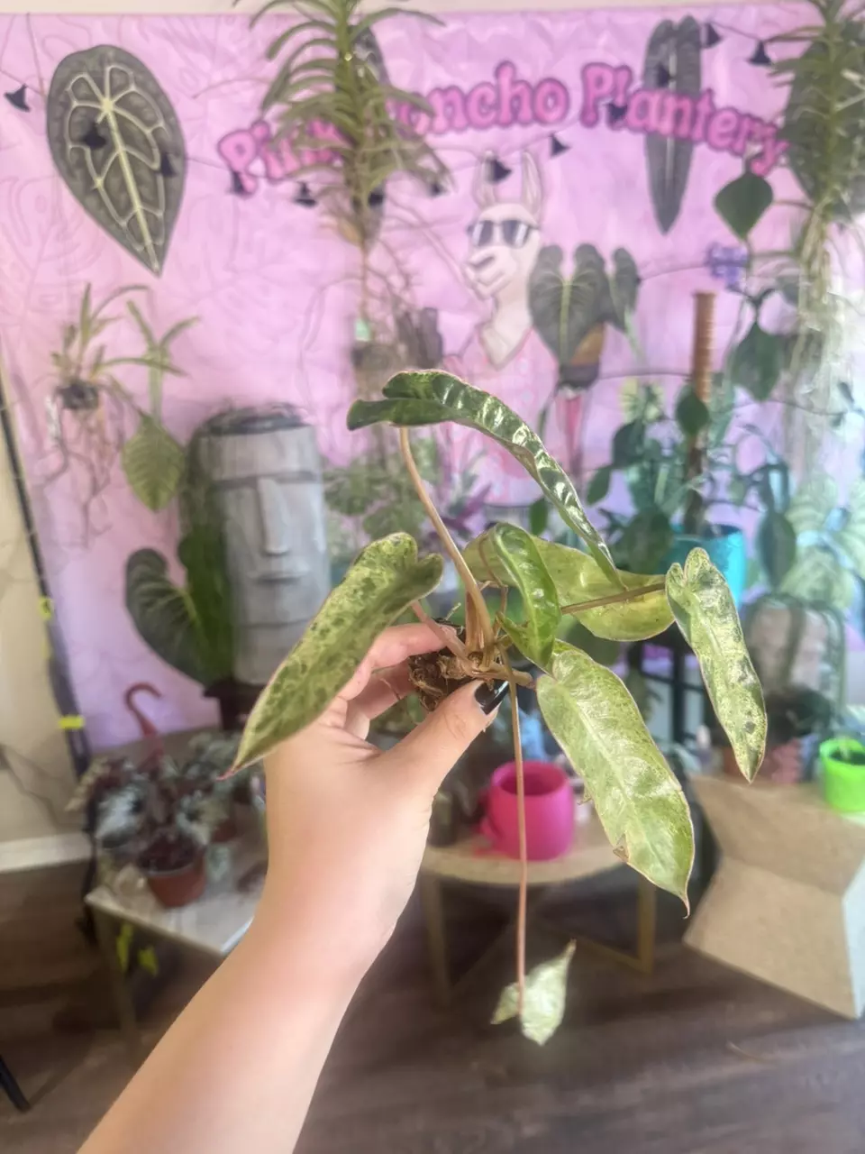 plant/Philodendron Paraiso Verde- $3.33-0