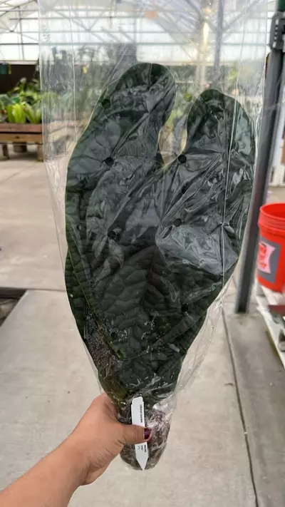 plant/NP363 anthurium luxurians-0-thumbnail