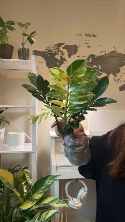 plant/zz variegated no 3-0-thumbnail