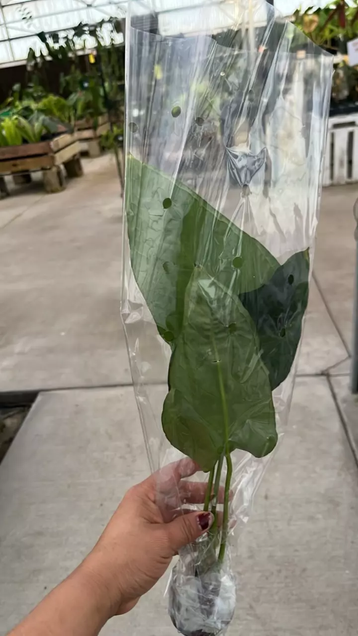 plant/NP364 anthurium vercycolor-1