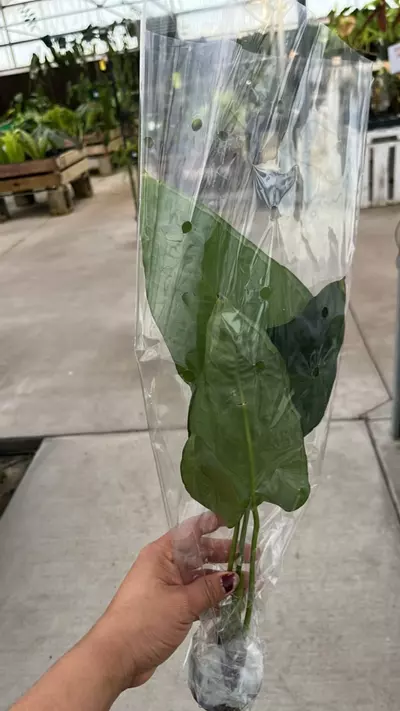 plant/NP364 anthurium vercycolor-1-thumbnail