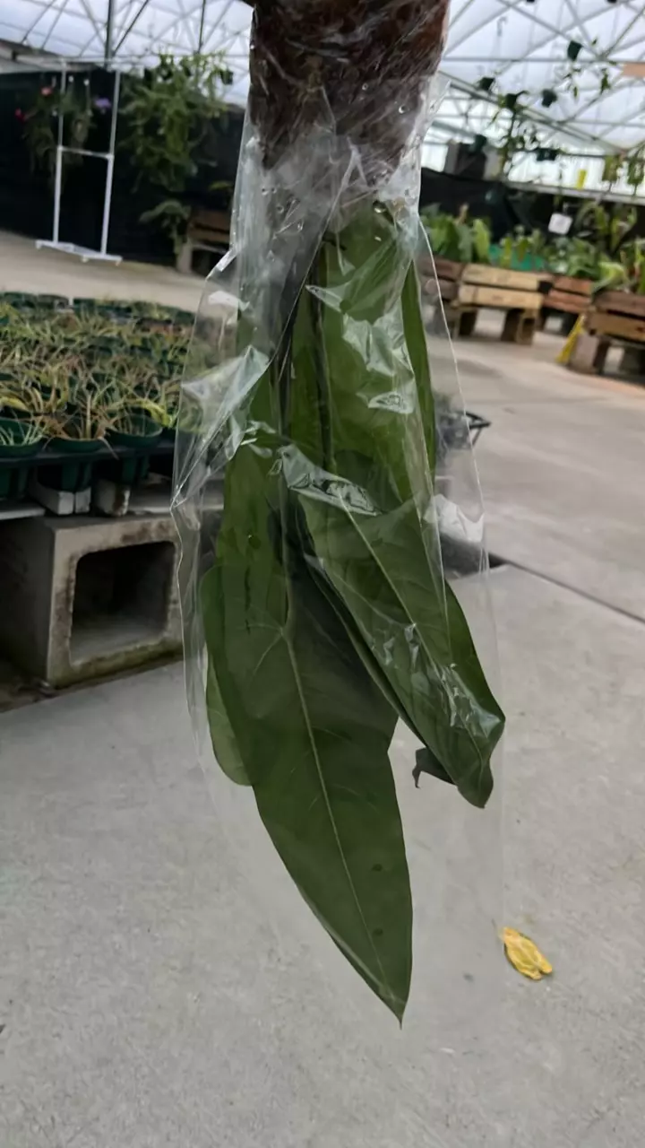 plant/NP367 anthurium Panamamense big-1