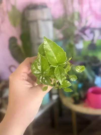 plant/Fatsia Japonica- $2.22-0-thumbnail