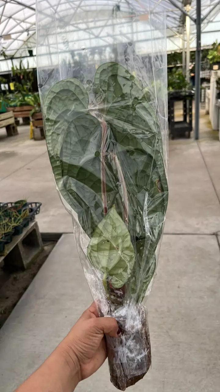 plant/NP363 anthurium luxurians-1