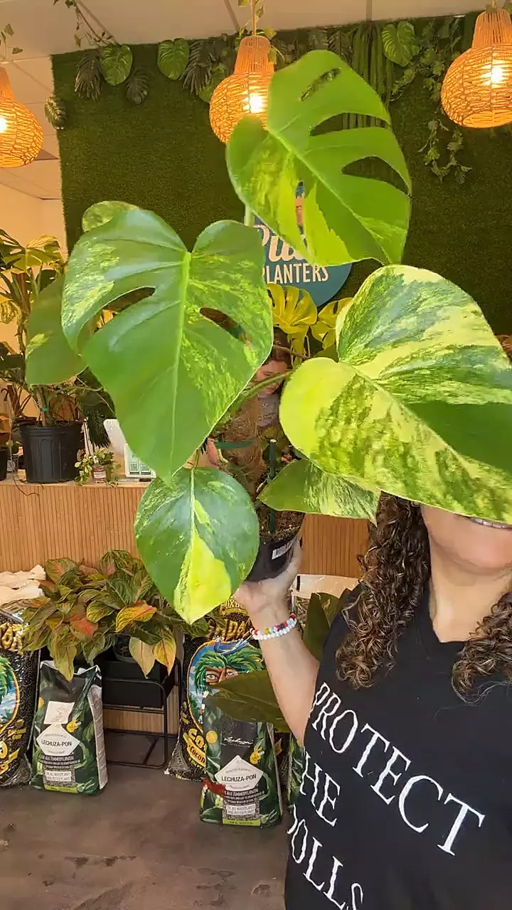 plant/monstera Aurea PICKUP ONLY-0