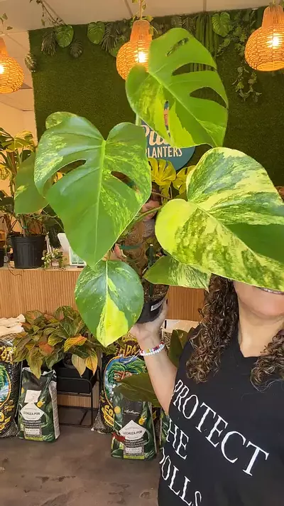 plant/monstera Aurea PICKUP ONLY-0-thumbnail
