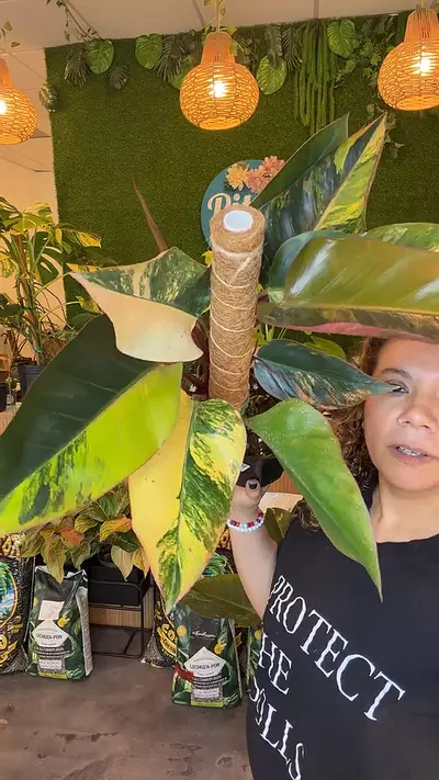 plant/Philo red Congo var. PICKUP ONLY-0-thumbnail