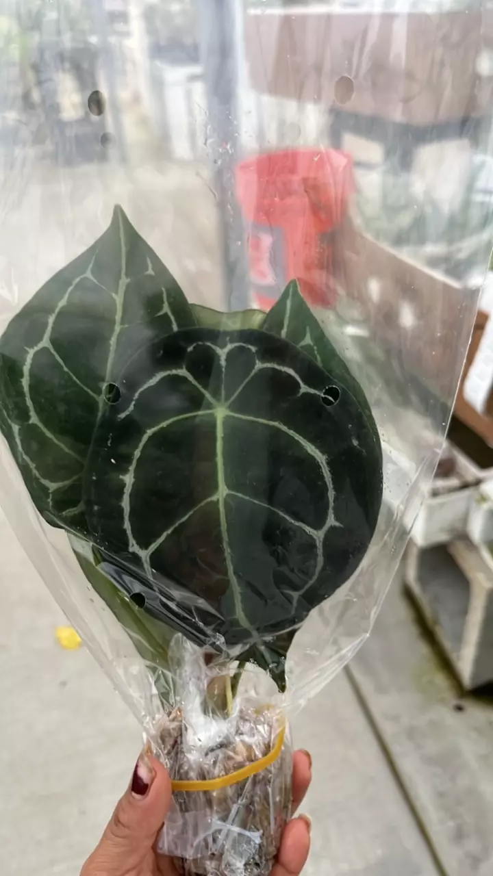 plant/NP359 anthurium forgetii white stripes-1