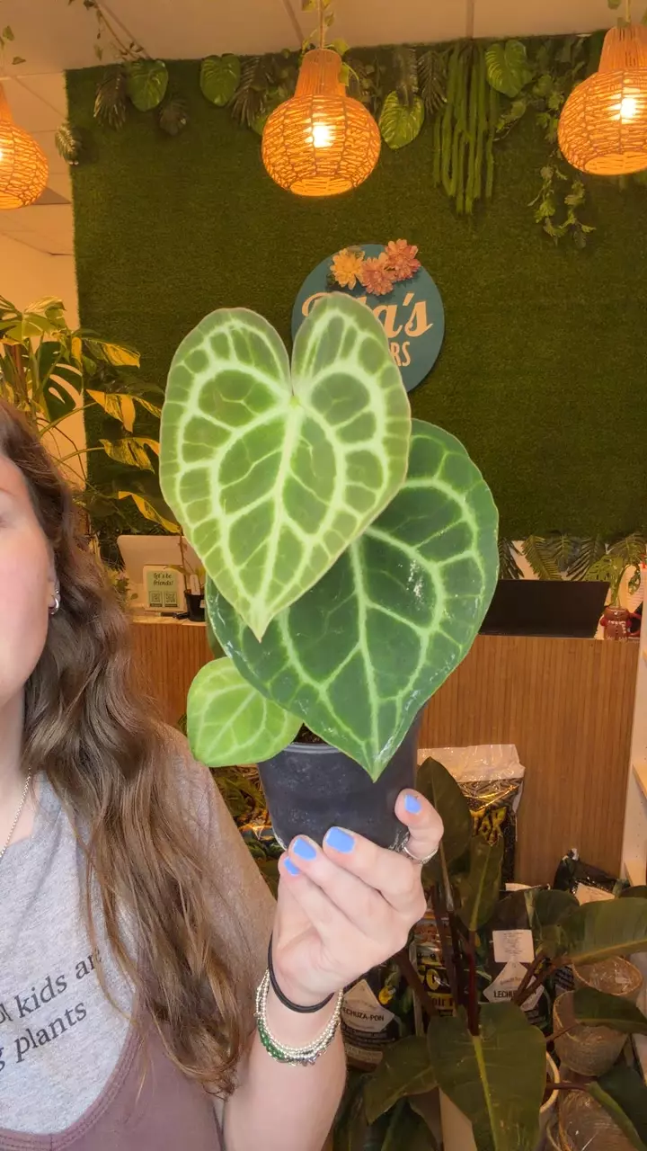 plant/anthurium clarinervium-0