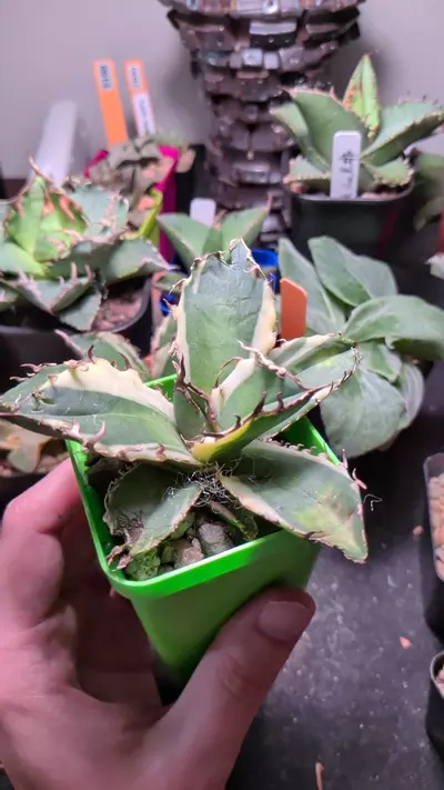 plant/variegated Agave 'white whale'-0-thumbnail