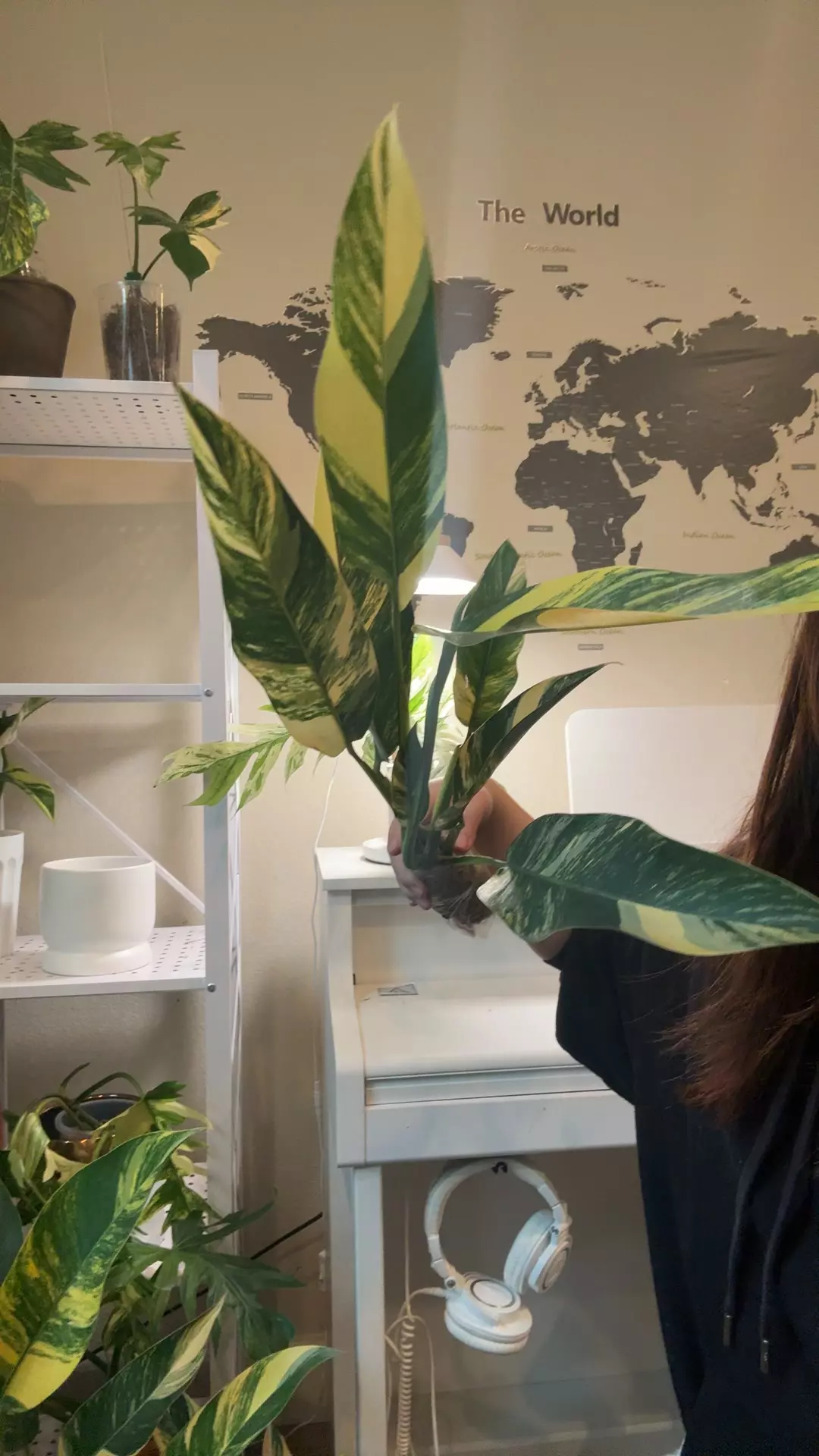 plant/Epiprenum aurea no 4-0