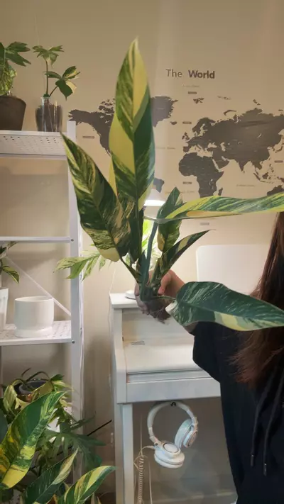 plant/Epiprenum aurea no 4-0-thumbnail