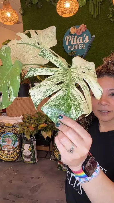 plant/monstera white monster PICKUP ONLY-0-thumbnail