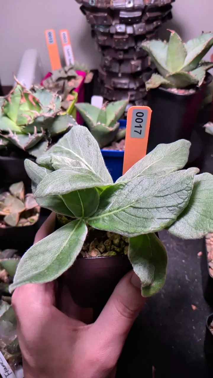 plant/sinningia leucotricha-0