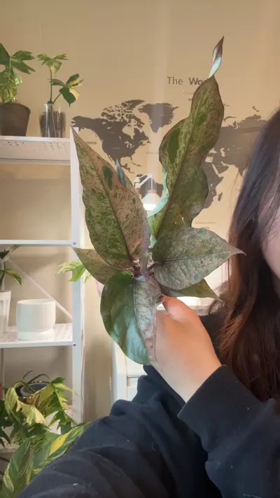 plant/Anthurium hookeri pink var no 3-0-thumbnail