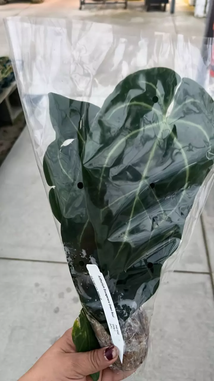 plant/NP360 anthurium Ecuagenera green soul-0