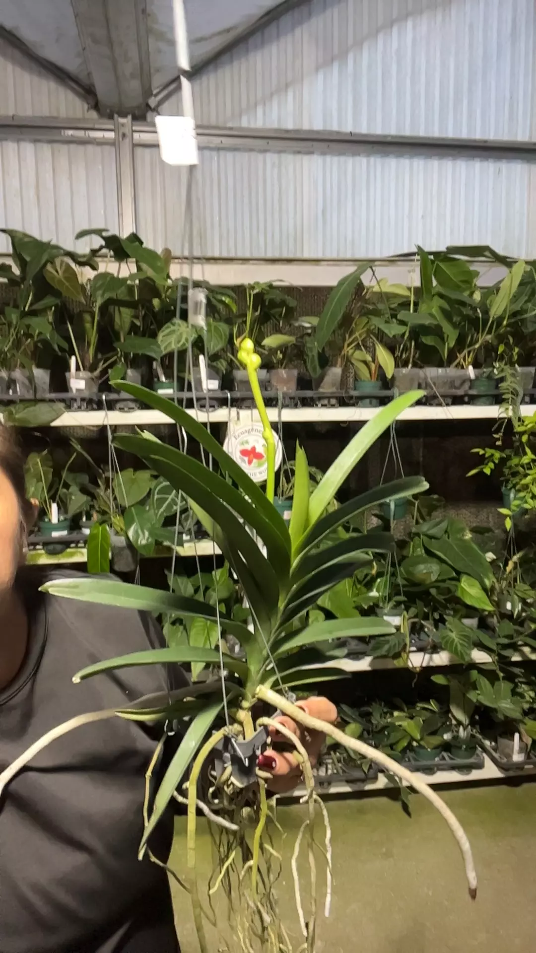 plant/oq233 Vanda rijiroi-0