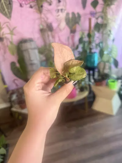 plant/Syngonium Neon- $2.22-0-thumbnail