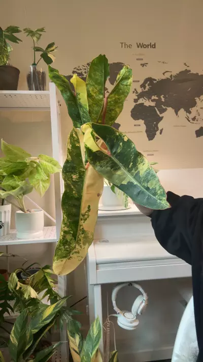 plant/philodendron billitae var-0-thumbnail