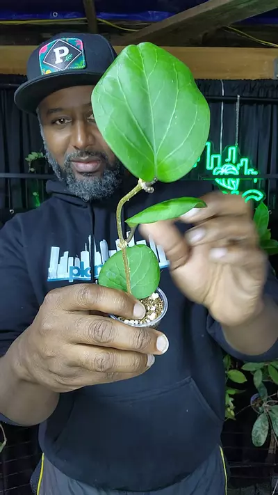 plant/Hoya Rihannon-0-thumbnail
