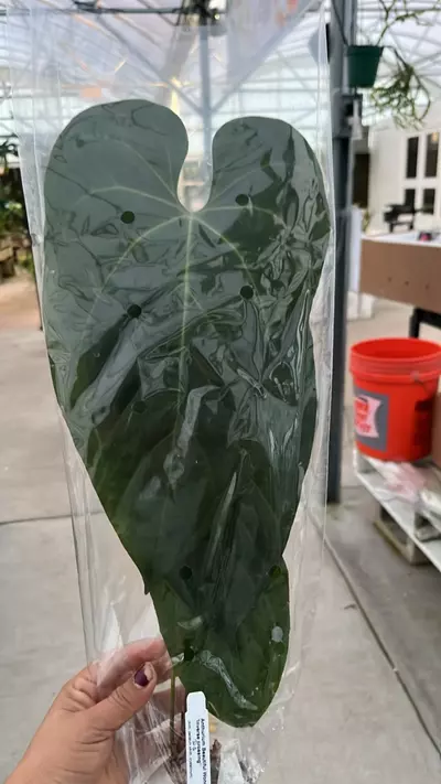 plant/NP361 anthurium beautiful wonder inver cross-0-thumbnail