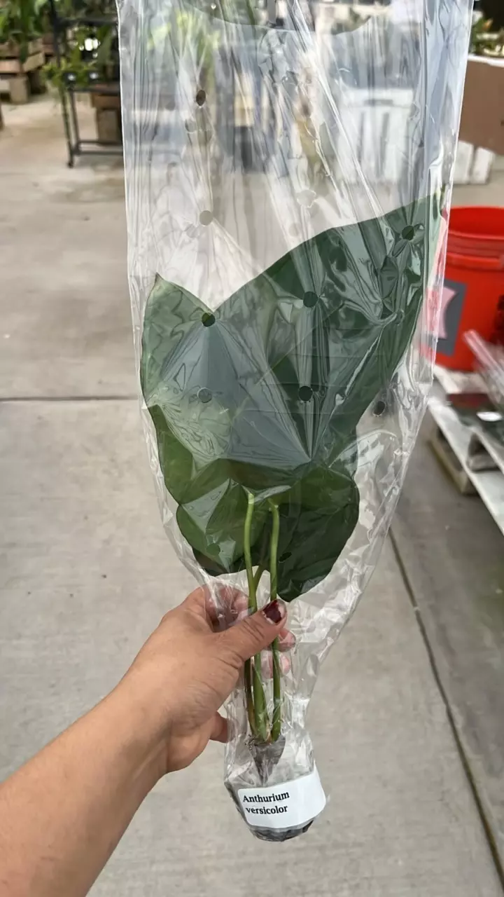plant/NP364 anthurium vercycolor-0
