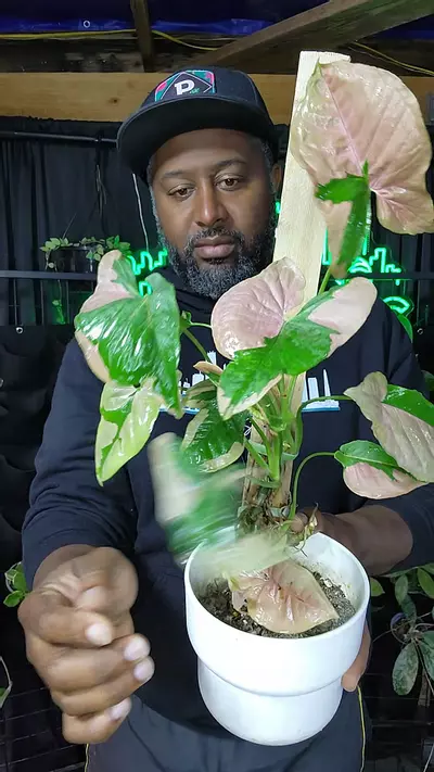 plant/Syngonium pink lava mother-0-thumbnail