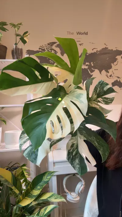 plant/monstera albo no 2-0-thumbnail