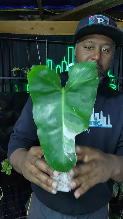 plant/variegated paraíso verde albo-0-thumbnail