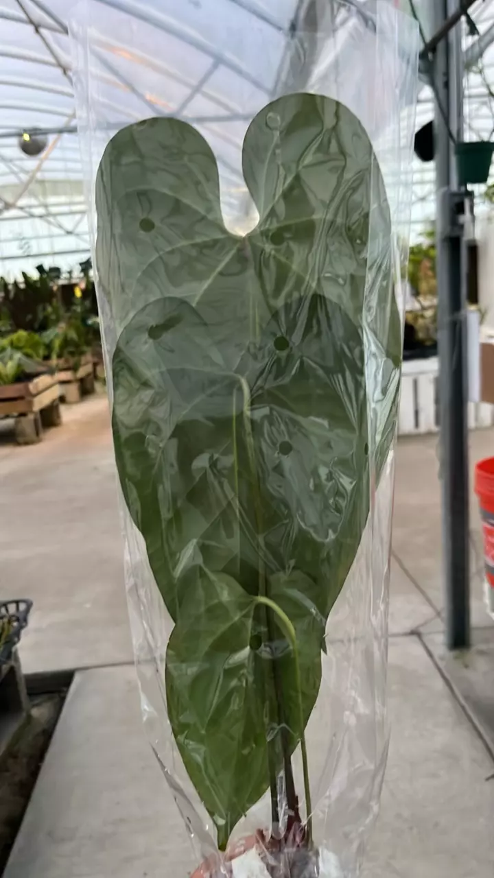 plant/NP361 anthurium beautiful wonder inver cross-1