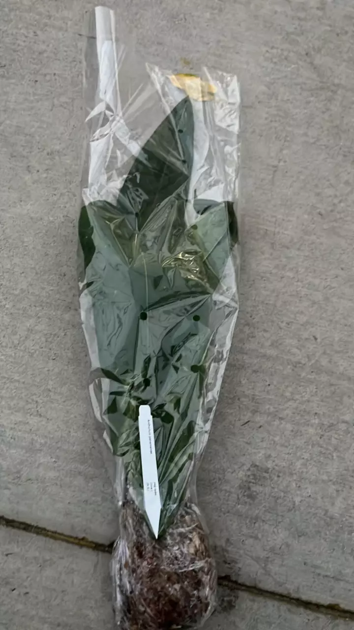 plant/NP367 anthurium Panamamense big-0