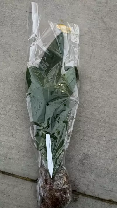 plant/NP367 anthurium Panamamense big-0-thumbnail