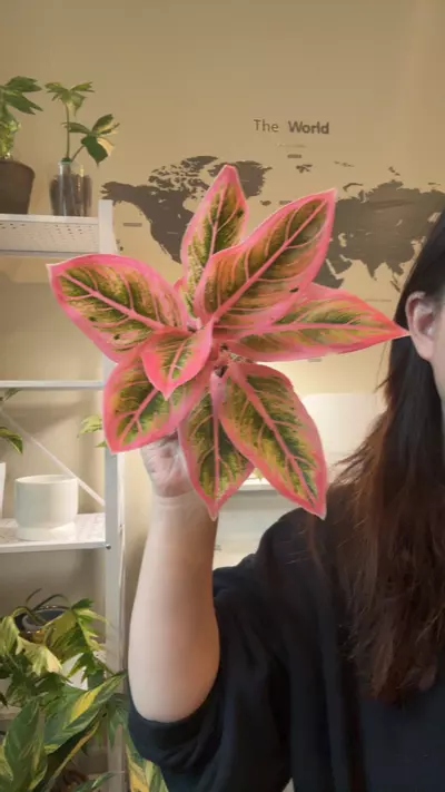 plant/Aglaonema lotus delight no 4-0-thumbnail