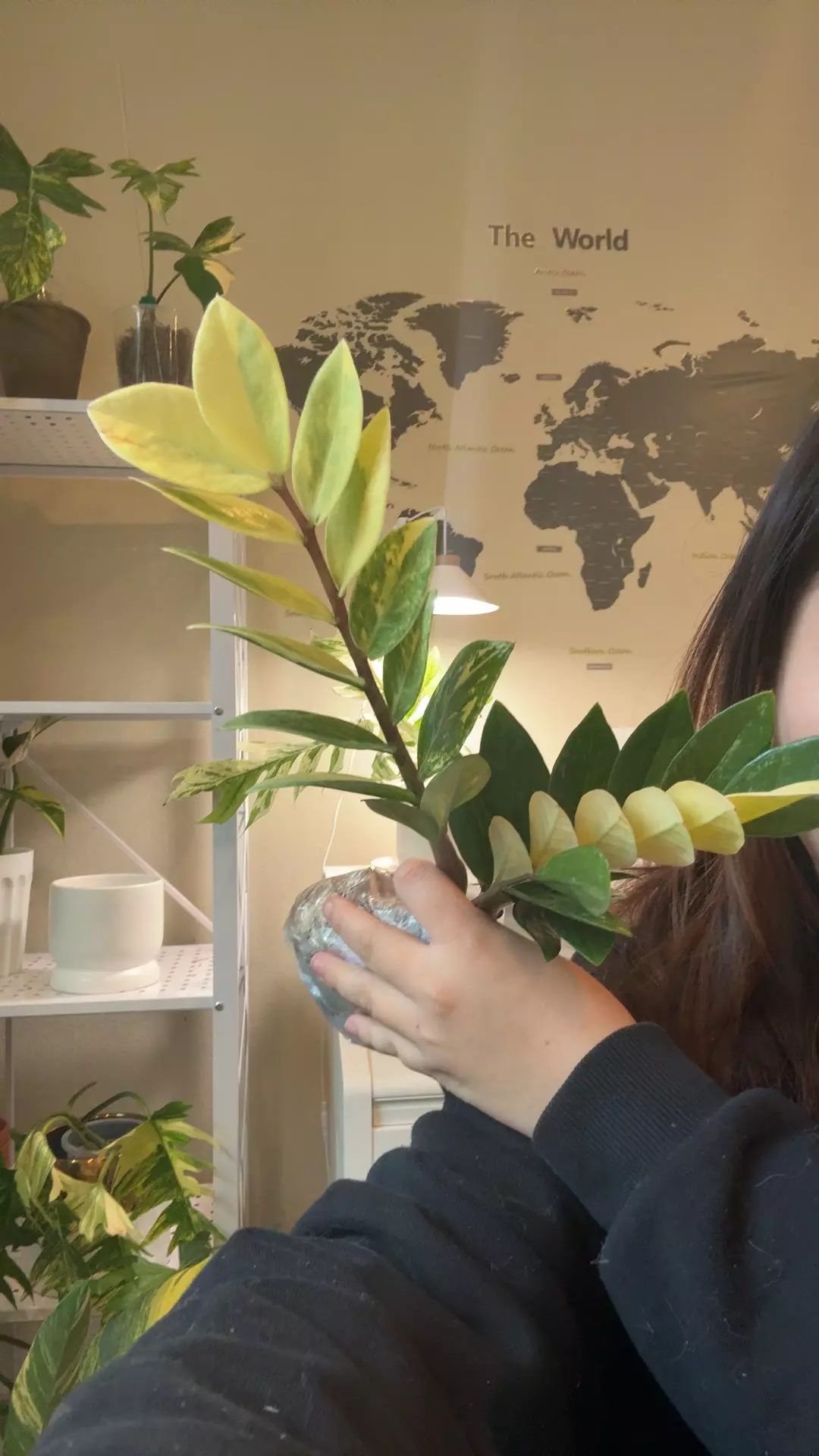 plant/variegated zz no 2-0