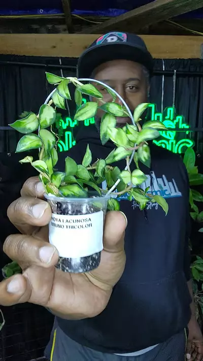 plant/hoya lacunosa Bruno tricolor-0-thumbnail