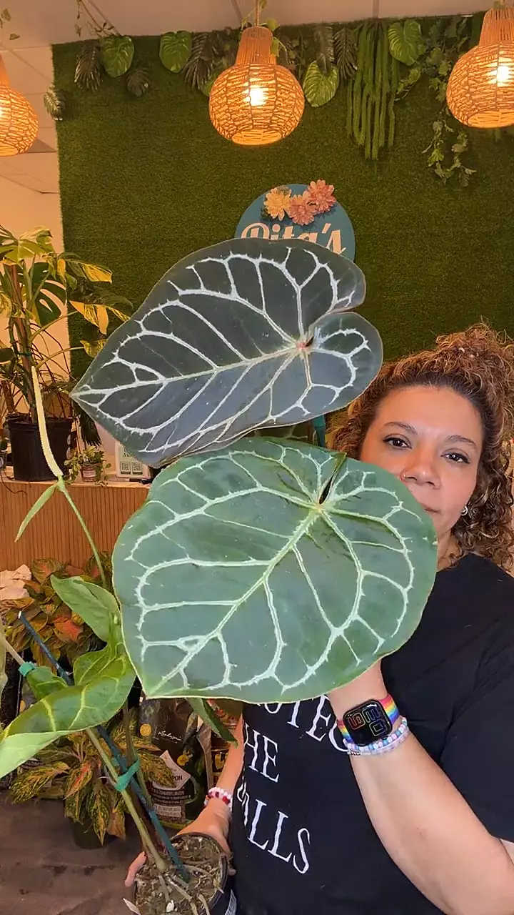 plant/anthurium RC X DORAYAKI RC F3 PICKUP ONLY-0