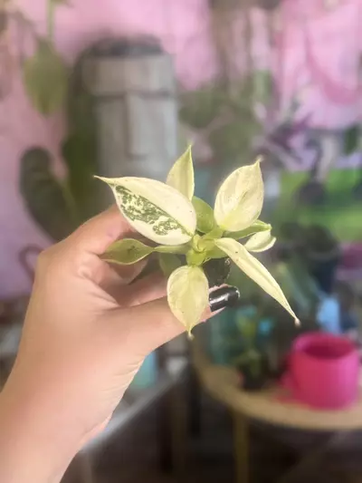 plant/Philodendron Jose Buono- $3.33-0-thumbnail