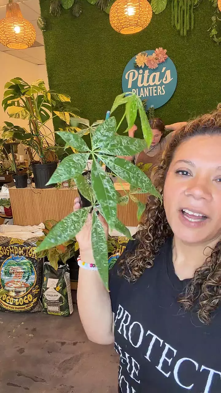 plant/var. money tree-0