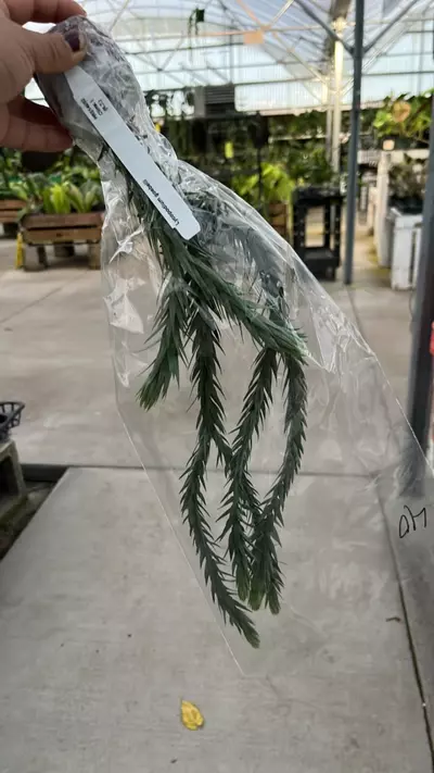 plant/NP362 Lycopodium goebely-0-thumbnail