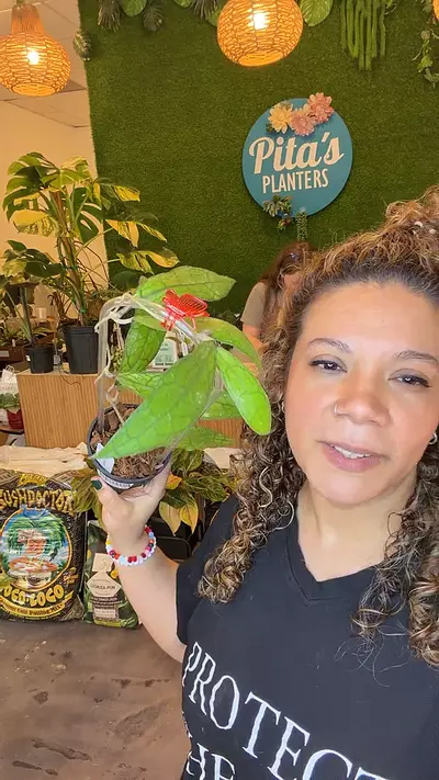 plant/Hoya Clem-0-thumbnail