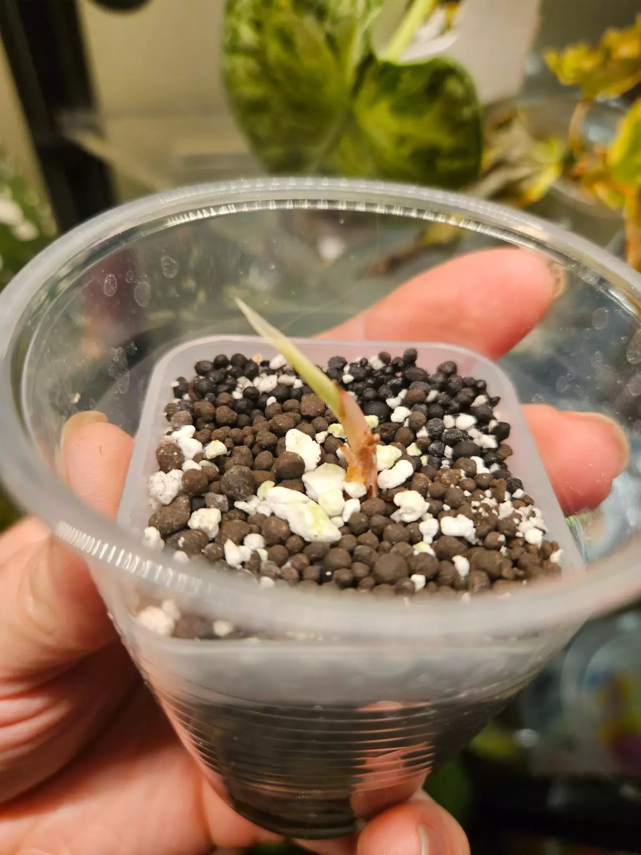 plant/alocasia pink dragon albo sprouted corm-0