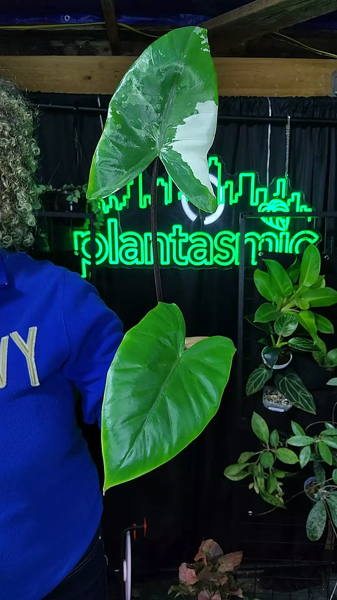 plant/Alocasia Black Stem-0