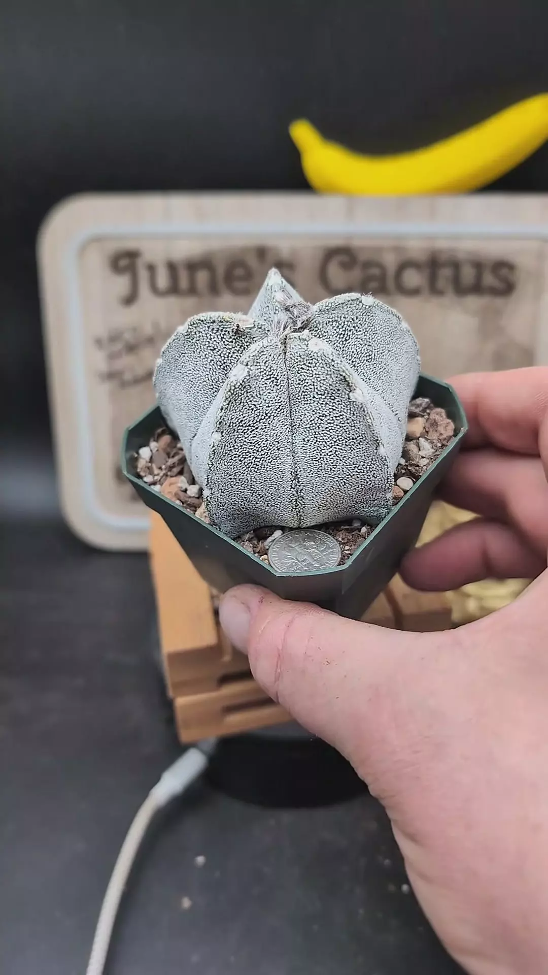 plant/n18 Astro coah 2.75" pot-0