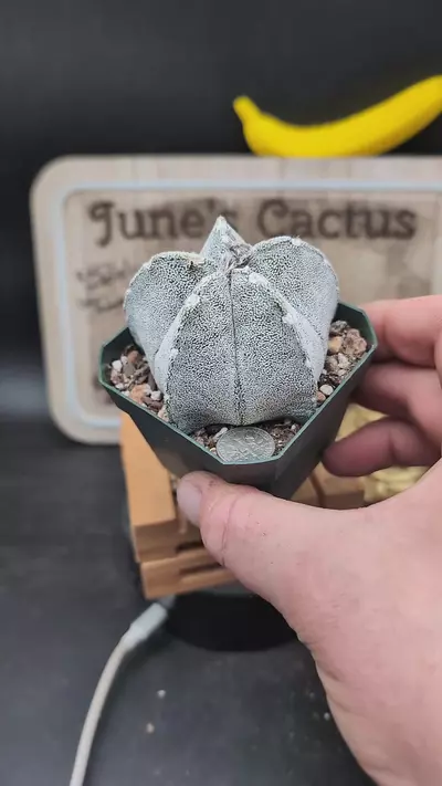 plant/n18 Astro coah 2.75" pot-0-thumbnail