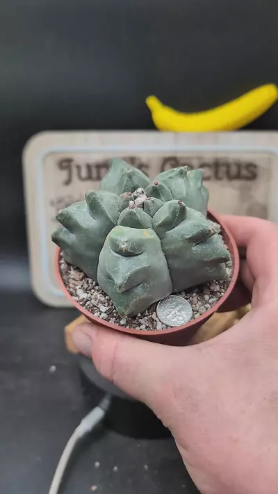 plant/n42 Astro myrio kikko 4" pot-0-thumbnail